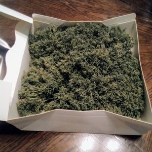 Green Preserved Reindeer Moss